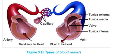 Types of Blood Vessels
