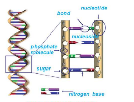 Structure of DNA