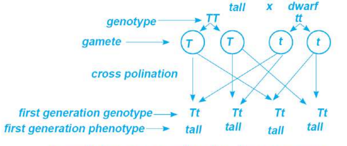 Mendal's law of dominance