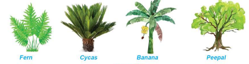 Example of Tracheophyta