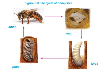 Life Cycle of Honey Bees