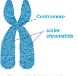 Structure of Chromosome