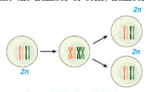 Mitotic cell devision