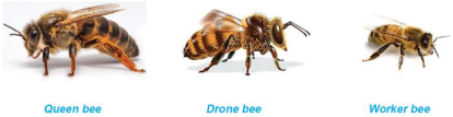 Types of Honey Bees