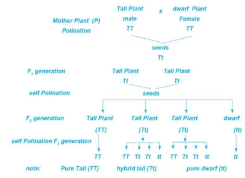Monohybrid Cross between tall plant and dwarf pea plant