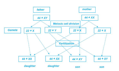 Sex Determination Chart